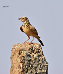 Mirafra assamica