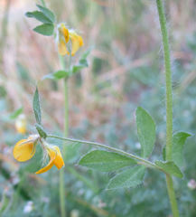 Lotus angustissimus