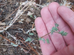 Trifolium stellatum image