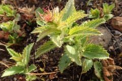 Acalypha peduncularis