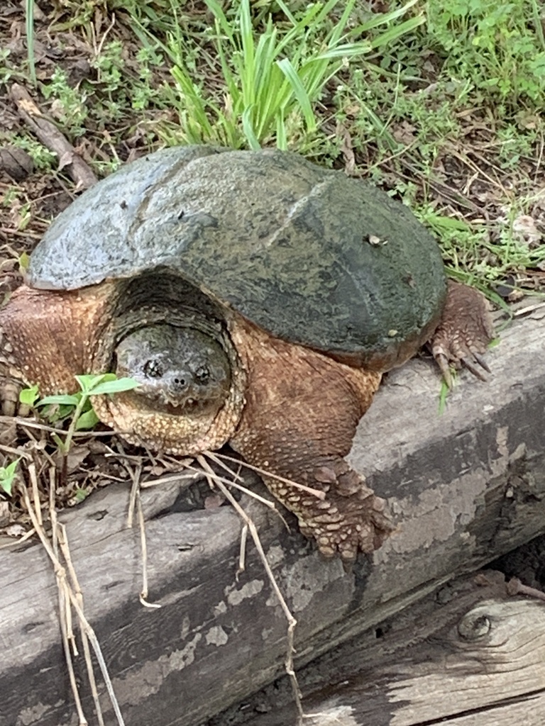 Common Snapping Turtle from S Utica Ave, Glenpool, OK, US on May 14 ...