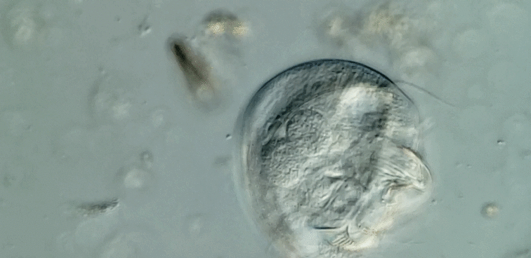 Odontostomatea
