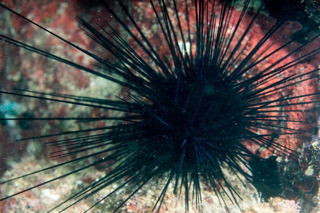 Indo-Pacific Long-spined Urchin
