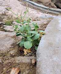 Physorhynchus chamaerapistrum