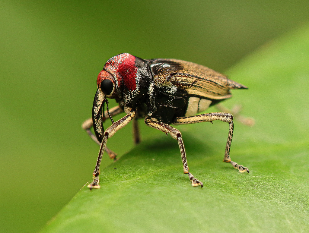 Pteracanthus smidtii