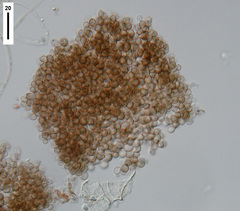 Hyaloscypha spiralis