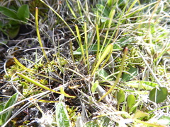 Microseris scapigera