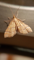 Musotima ochropteralis
