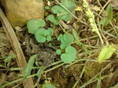 Cardamine pratensis