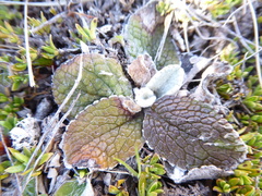 Brachyglottis haastii