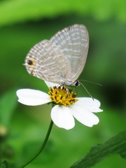 Jamides alecto dromicus