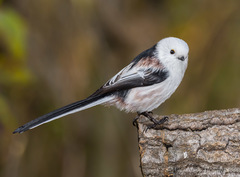 Aegithalos caudatus caudatus