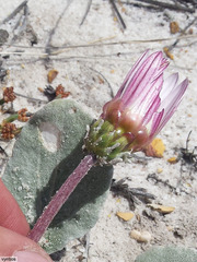 Arctotis verbascifolia