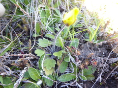 Ranunculus multiscapus