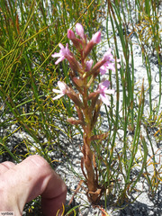 Disa vaginata
