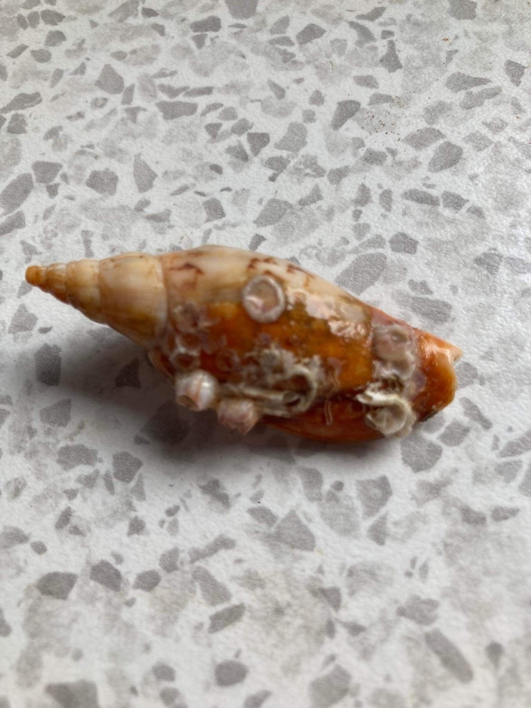 Neogastropoda from Hauraki Gulf/Tīkapa Moana, Orakei Ward, Auckland, NZ
