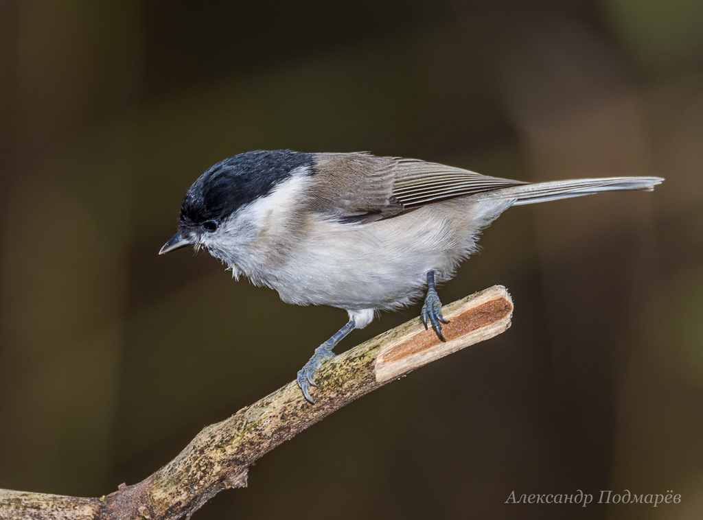 Marsh Tit (Poecile palustris) · iNaturalist