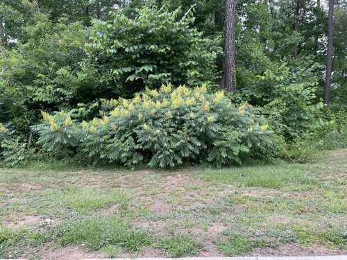 Rocky mountain sumac (Rhus glabra)