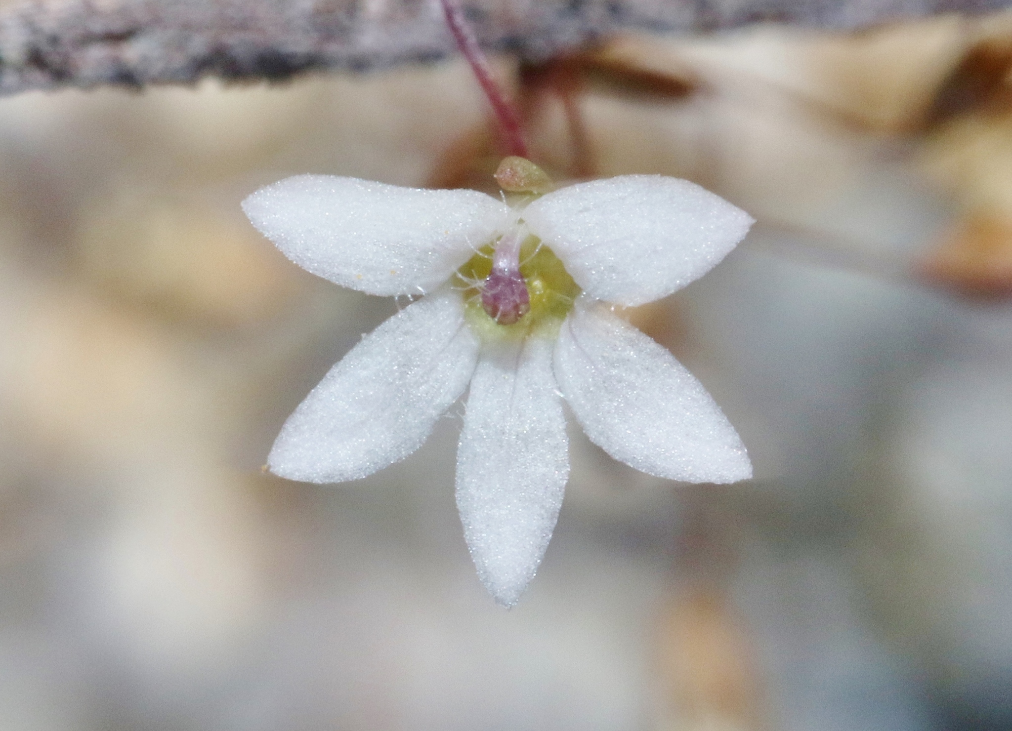 Nemacladus gracilis