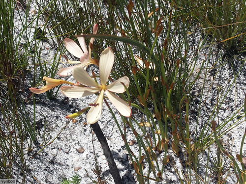 Geissorhiza exscapa