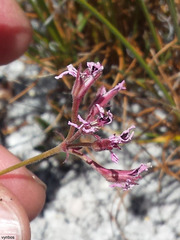 Pelargonium pilosellifolium