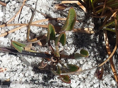 Pelargonium pilosellifolium