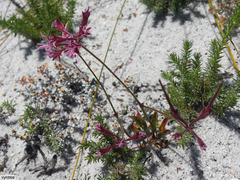 Pelargonium pilosellifolium