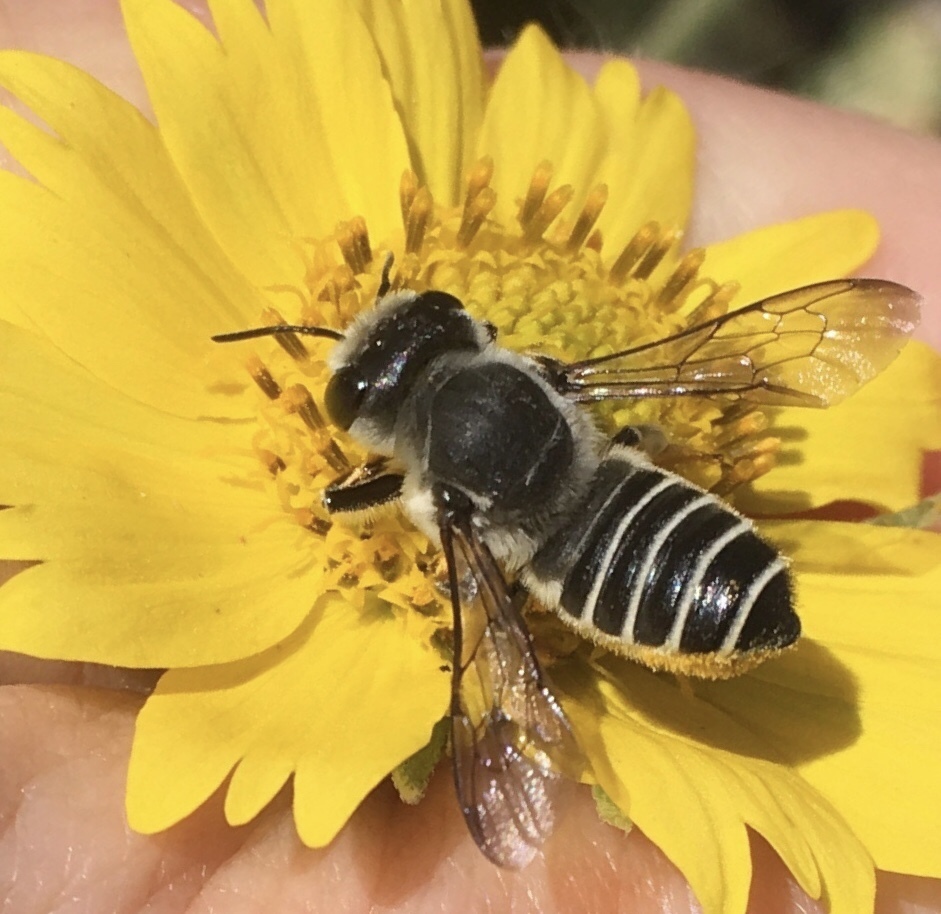 Megachile policaris