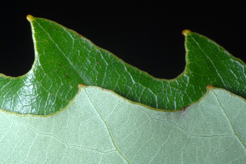 chinquapin oak (Quercus muehlenbergii)