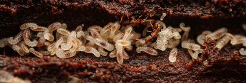 Prionopelta dubiaPrionopelta dubia