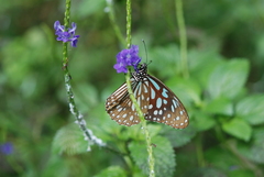 Tirumala limniace limniace