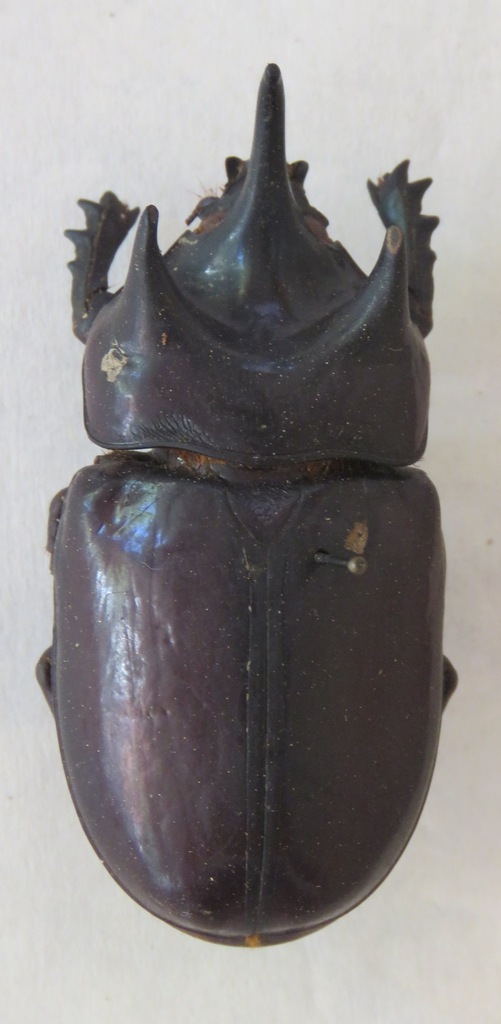 Strategus longichomperus