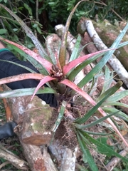 Aechmea recurvata
