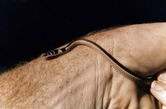 Psammophis angolensis
