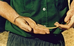 Psammophis angolensis