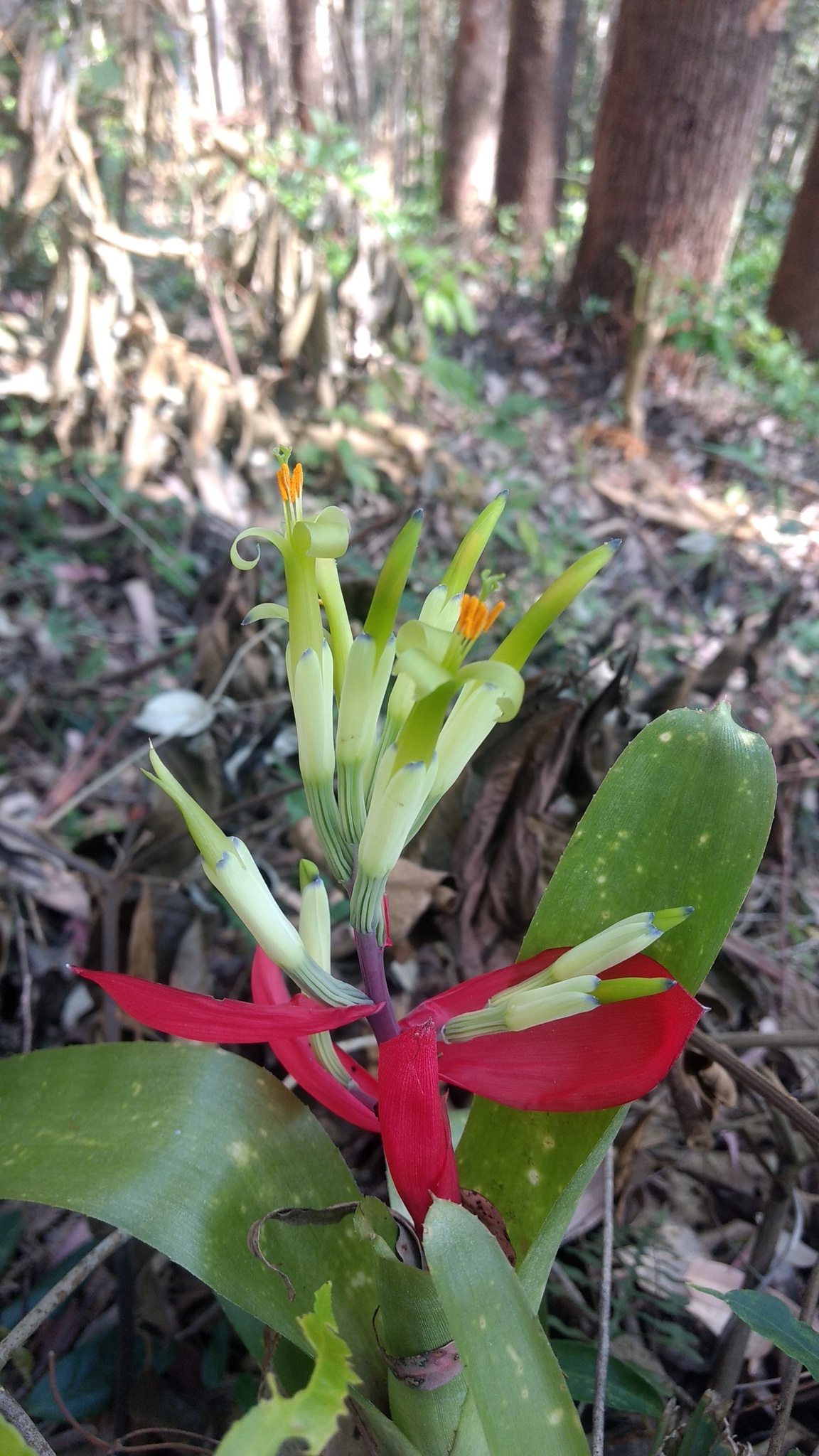 Billbergia amoena