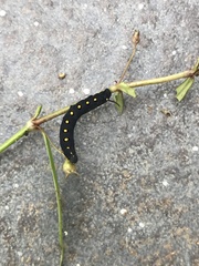 Theretra oldenlandiae