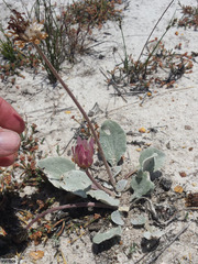 Arctotis verbascifolia