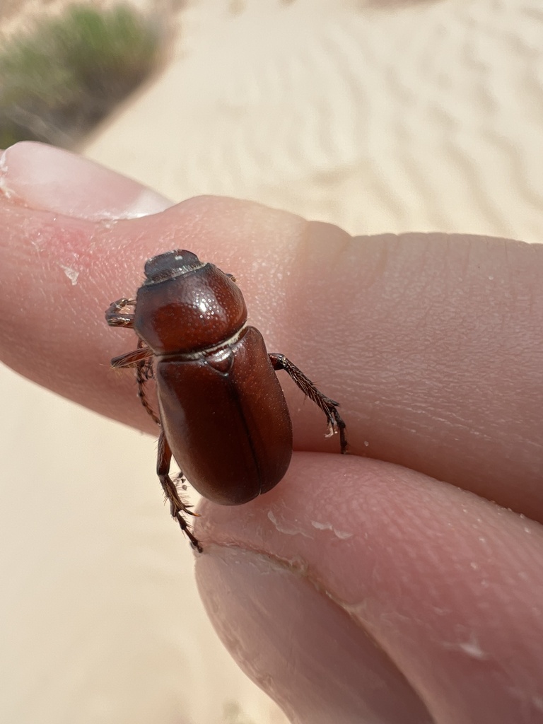 Phyllophaga benwarneri