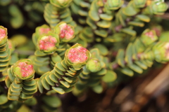 Pimelea traversii