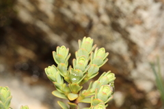 Pimelea traversii