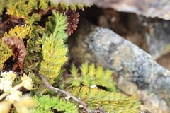 Anisotome aromatica