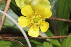 Ranunculus enysii