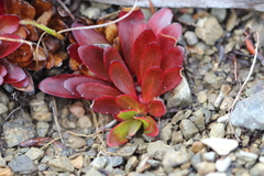 Epilobium crassum