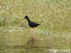 Himantopus novaezelandiae