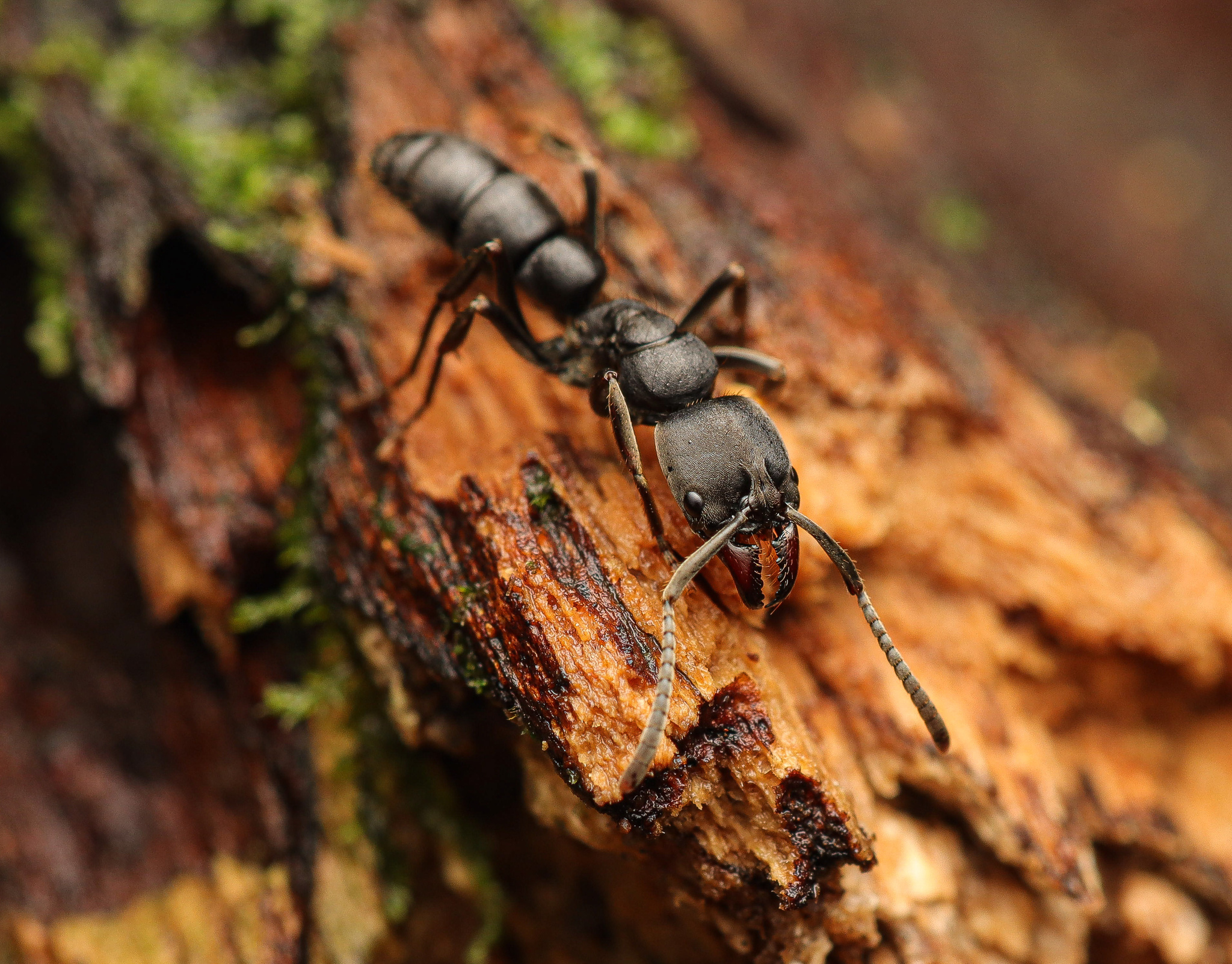 Pachycondyla impressa