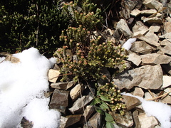 Pimelea traversii