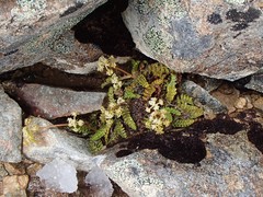 Anisotome aromatica