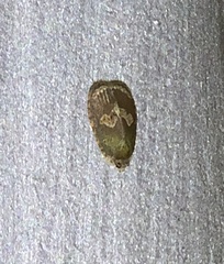 Cnesteboda celligera