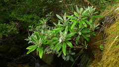 Brachyglottis laxifolia